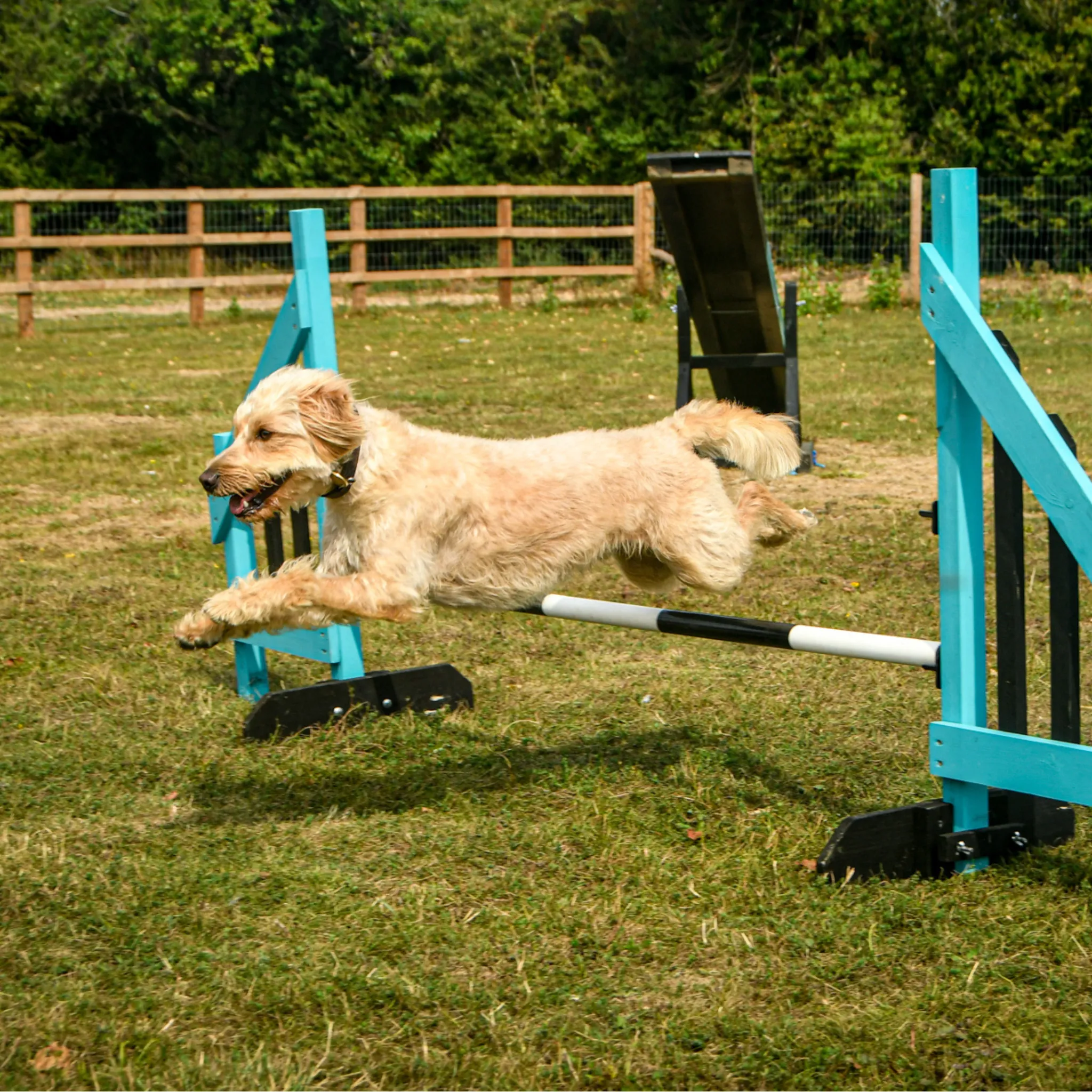 Dog Agility Foundations Course