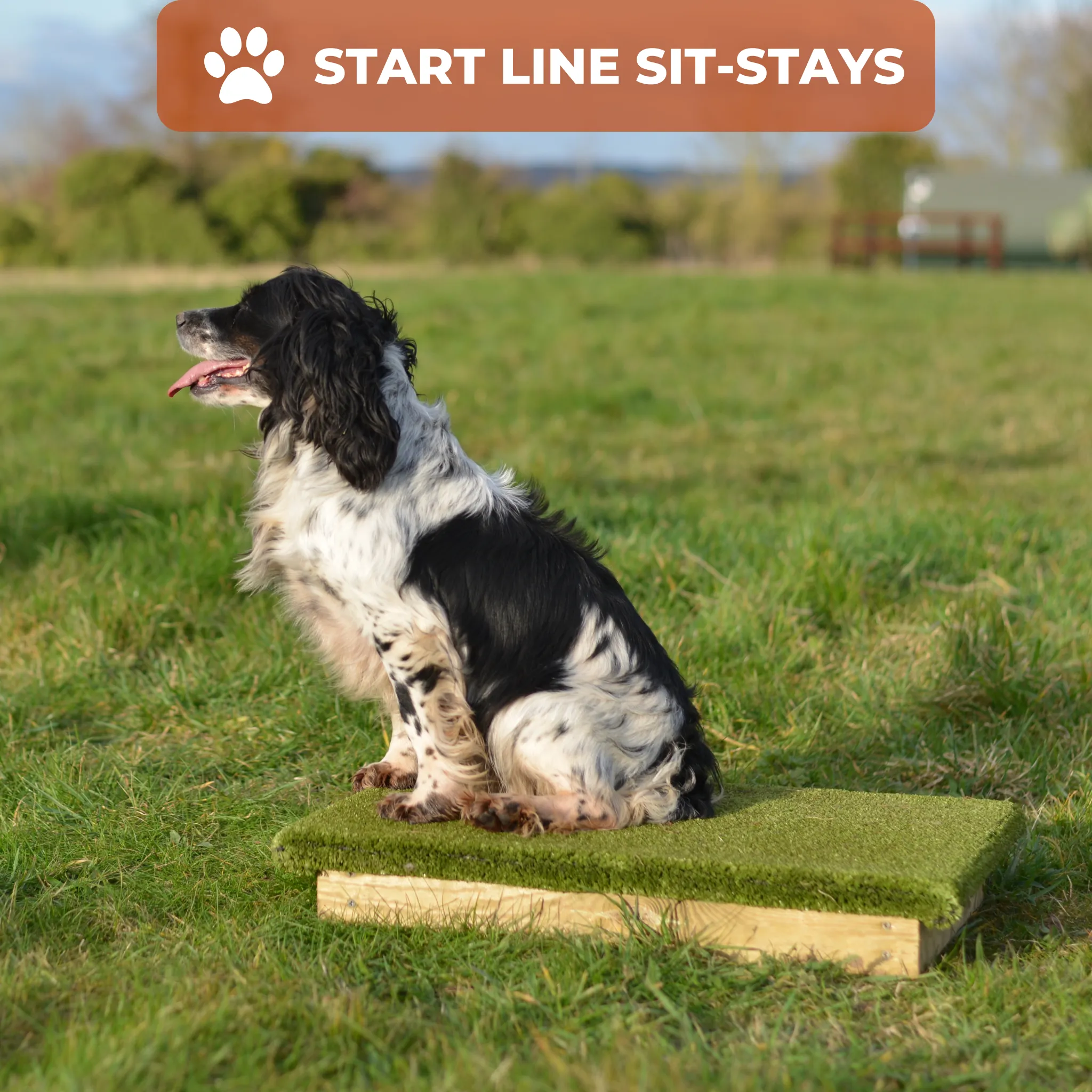 Dog Agility Foundations Course