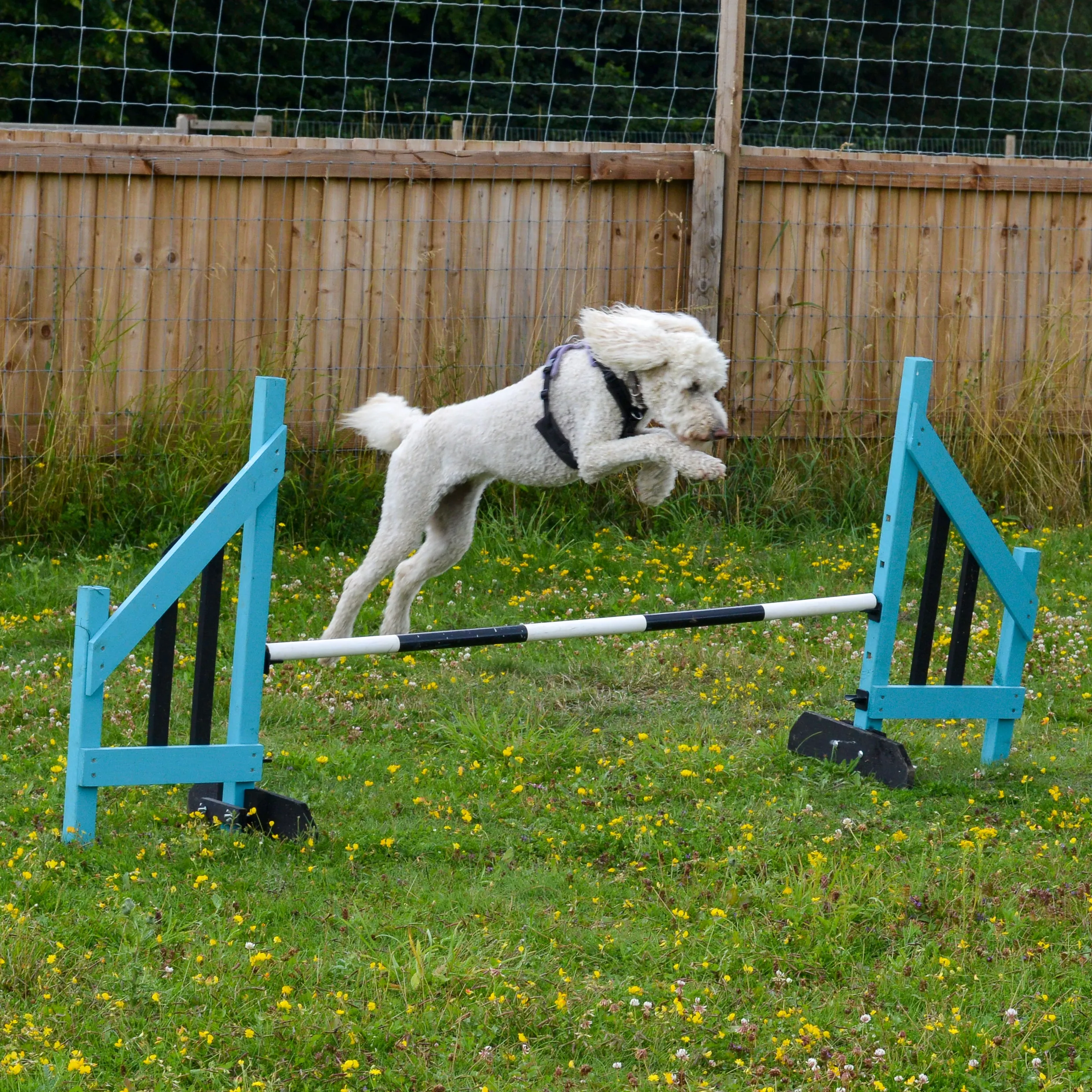 Dog Agility Foundations Course