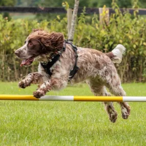 Dog Agility Foundations Course