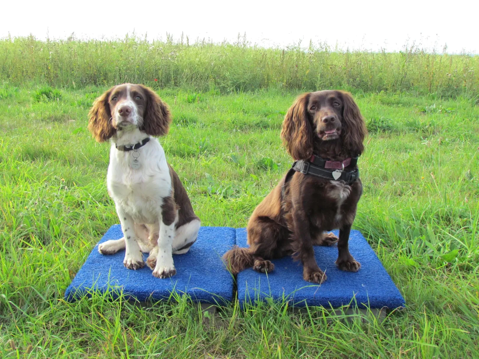 Dog Agility Foundations Course