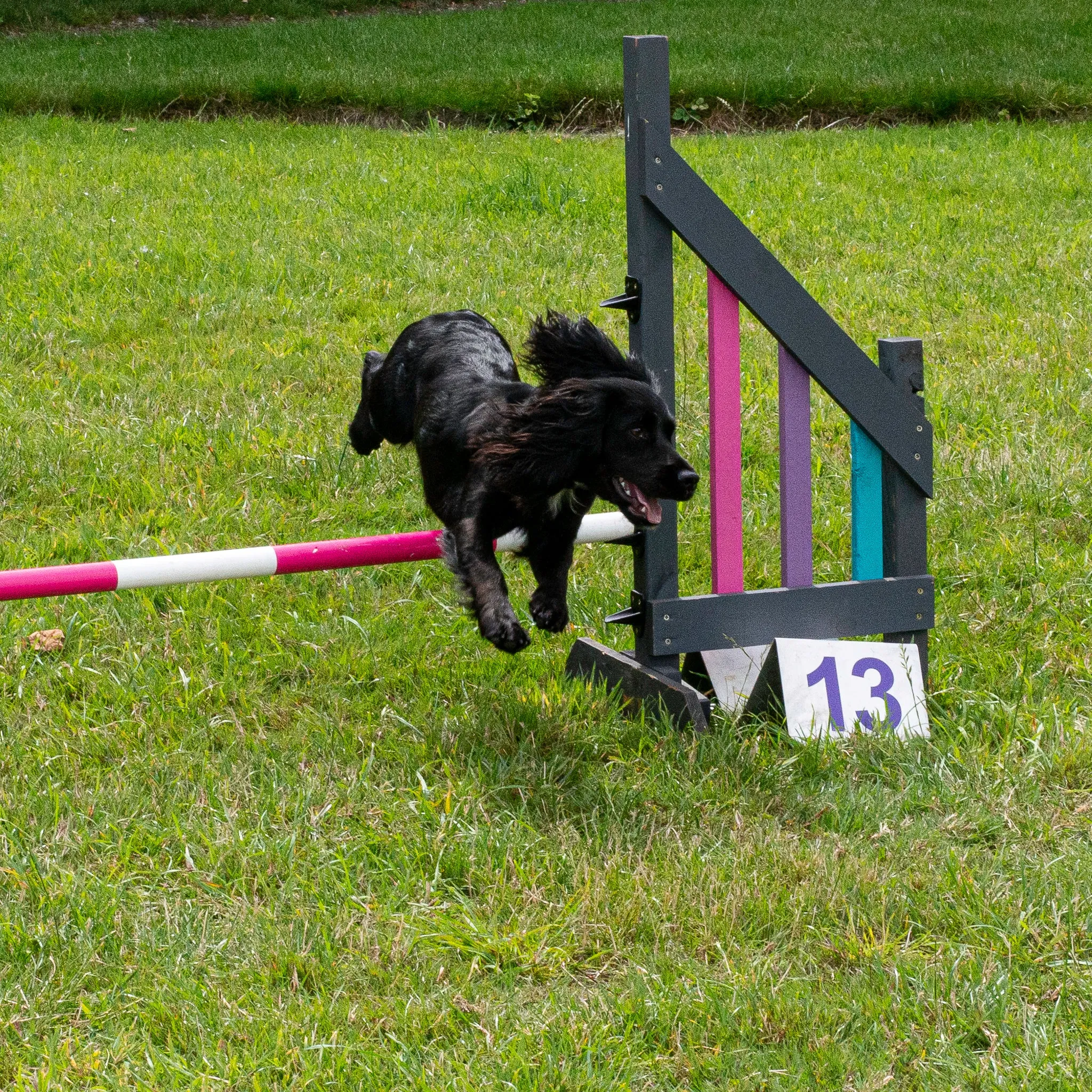 Dog Agility Foundations Course